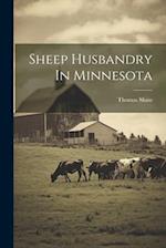 Sheep Husbandry In Minnesota 