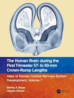The Human Brain during the First Trimester 57- to 60-mm Crown-Rump Lengths