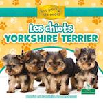Les Chiots Yorkshire-Terrier