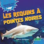 Le Requin À Pointe Noire