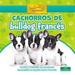 Cachorros de Bulldog Francés