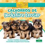 Cachorros de Yorkshire Terrier