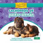 Cachorros de Pastor Alemán