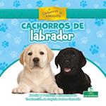 Cachorros de Labrador