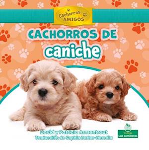 Cachorros de Caniche