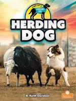 Herding Dog