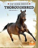 Thoroughbred