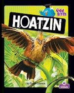Hoatzin