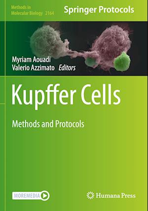 Kupffer Cells