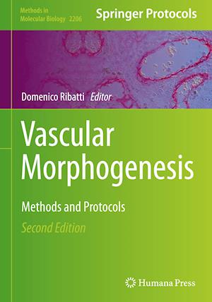 Vascular Morphogenesis