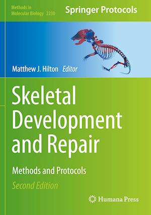 Skeletal Development and Repair