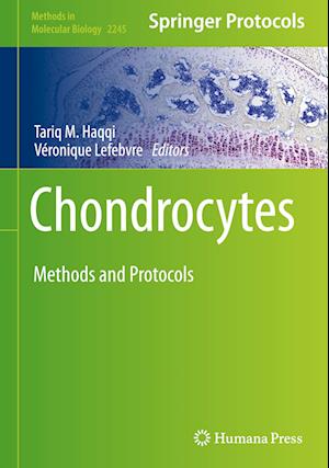 Chondrocytes