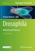 Drosophila