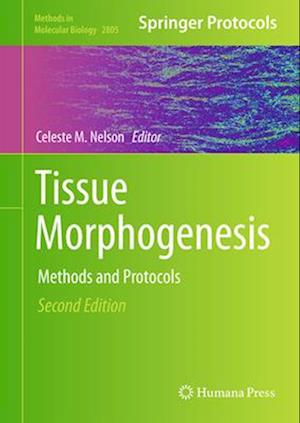 Tissue Morphogenesis