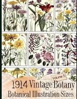 1914 Vintage Botany Botanical Illustration Sizes