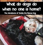 What do dogs do when no one is home?