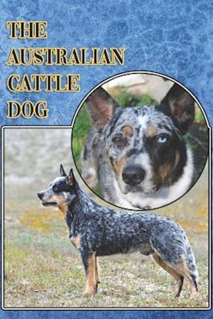 The Australian Cattle Dog