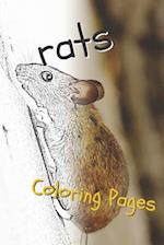 Rat Coloring Pages