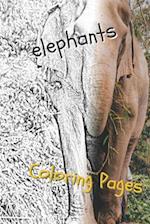 Elephant Coloring Pages