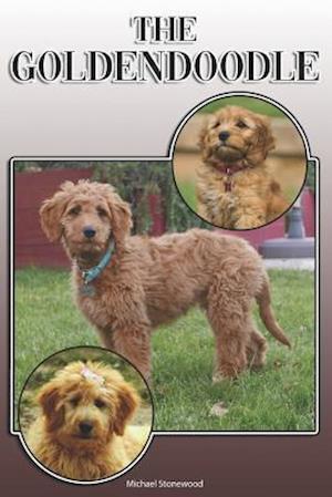 The Goldendoodle