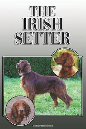 The Irish Setter