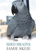 Bird Brains