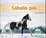 Caballo Pío (Pinto Horses)