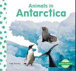 Animals in Antarctica