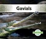 Gavials