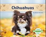 Chihuahuas