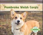 Pembroke Welsh Corgis