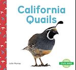 California Quails