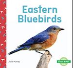 Eastern Bluebirds