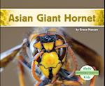 Asian Giant Hornet