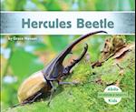 Hercules Beetle