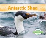 Antarctic Shag