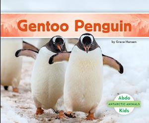 Gentoo Penguin