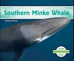 Southern Minke Whale