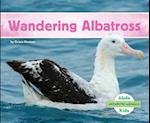 Wandering Albatross