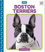 Boston Terriers