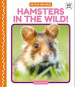 Hamsters in the Wild!