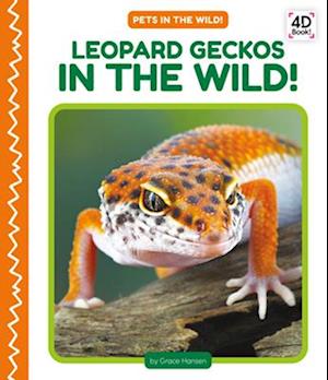 Leopard Geckos in the Wild!