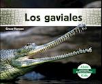 Los Gaviales (Gavials)