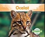 Ocelot