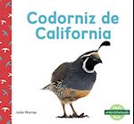 Codorniz de California (California Quails)