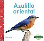 Azulillo Oriental (Eastern Bluebirds)