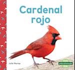 Cardenal Rojo (Northern Cardinals)