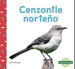 Cenzontle Norteño (Northern Mockingbirds)