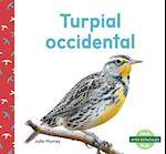 Turpial Occidental (Western Meadowlarks)