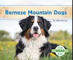 Bernese Mountain Dogs